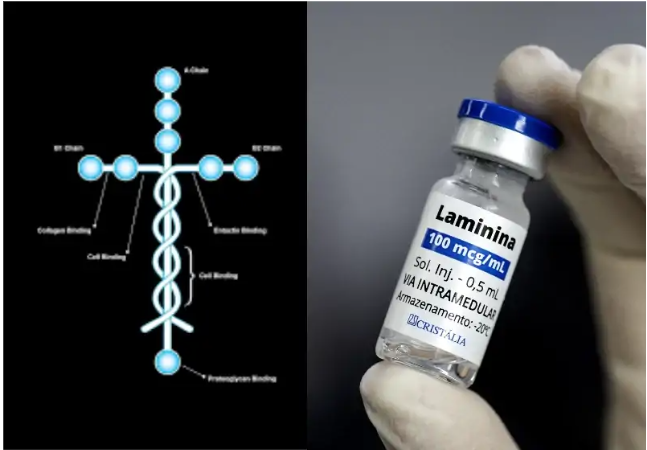 Polilaminina: a nova fronteira da medicina regenerativa