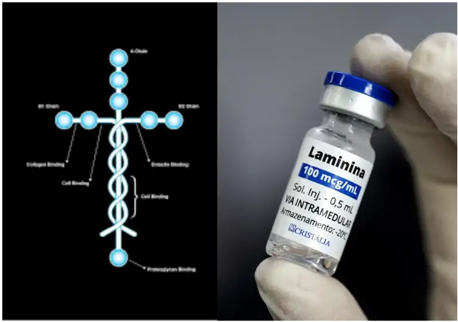 Polilaminina: a nova fronteira da medicina regenerativa